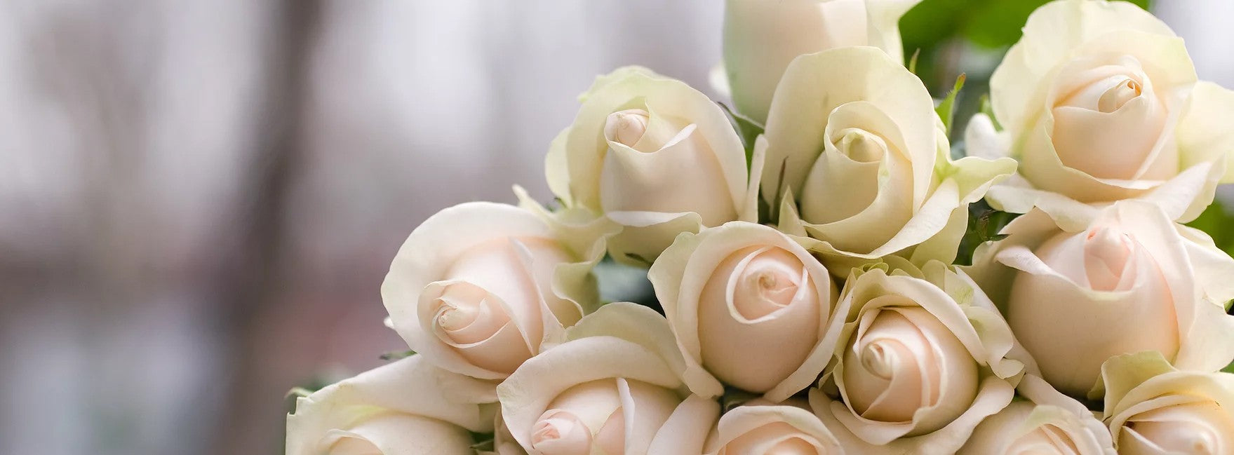 White roses